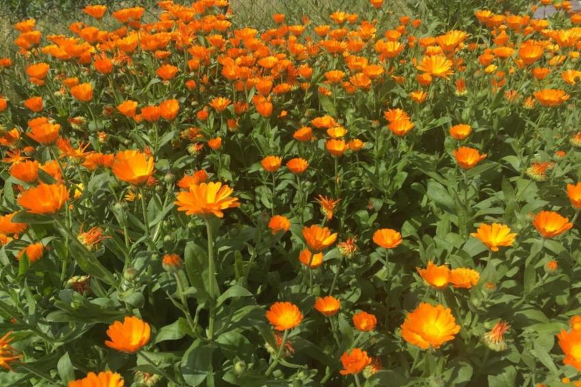 Vakantiepark Jägerwiesen - foto 19