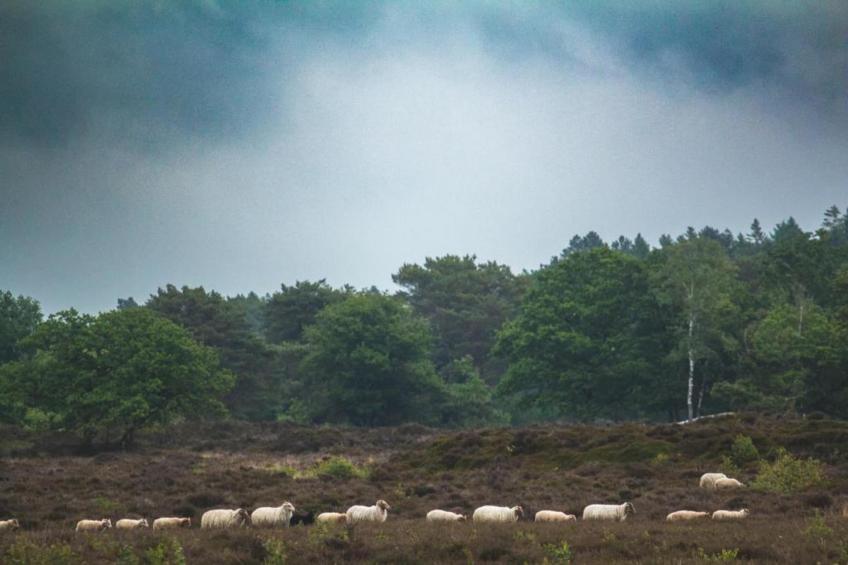 Haulervaart - foto 38