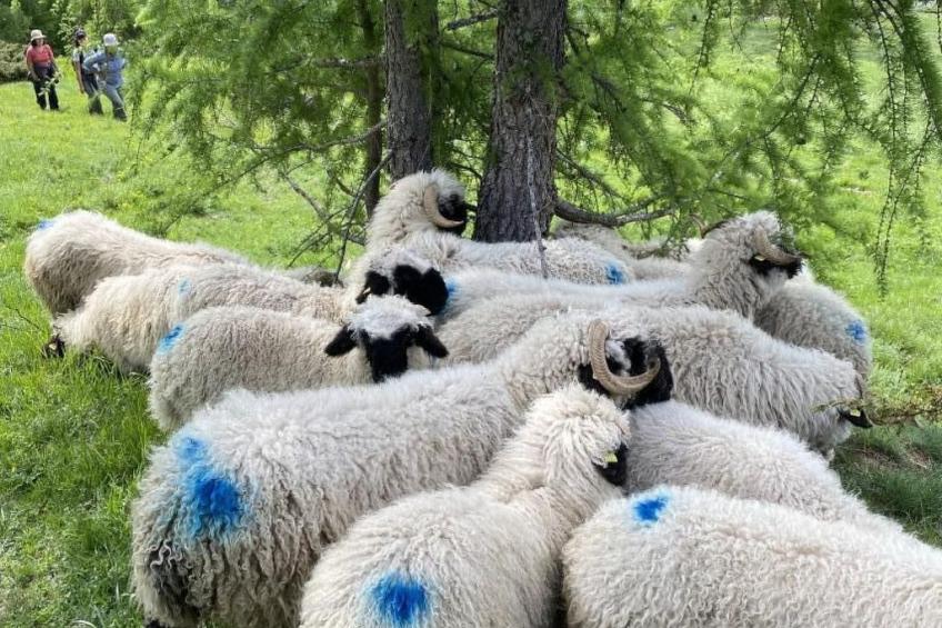 Malu in Ausserberg - foto 12