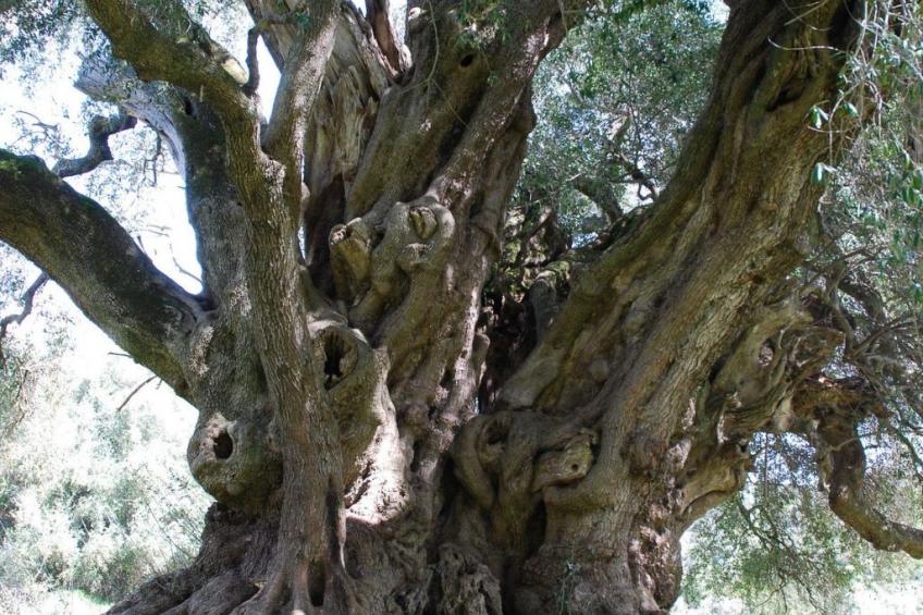 Stazzo mit Garten in Luogosanto - foto 52