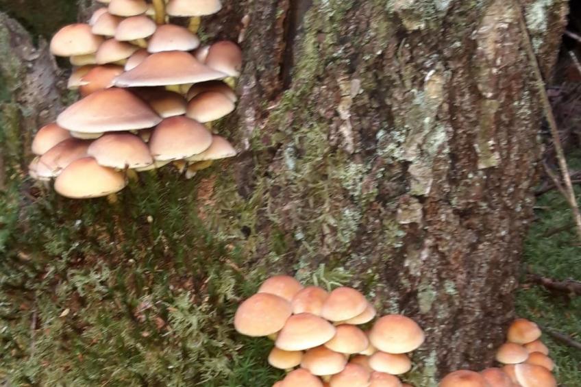 Bauernhaus-Wohnung bei Göta Älv in der Nähe von Göteborg - foto 18