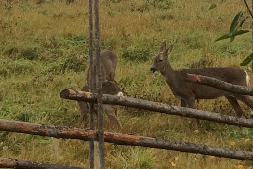 in Hagfors mit Großem Garten - foto 13