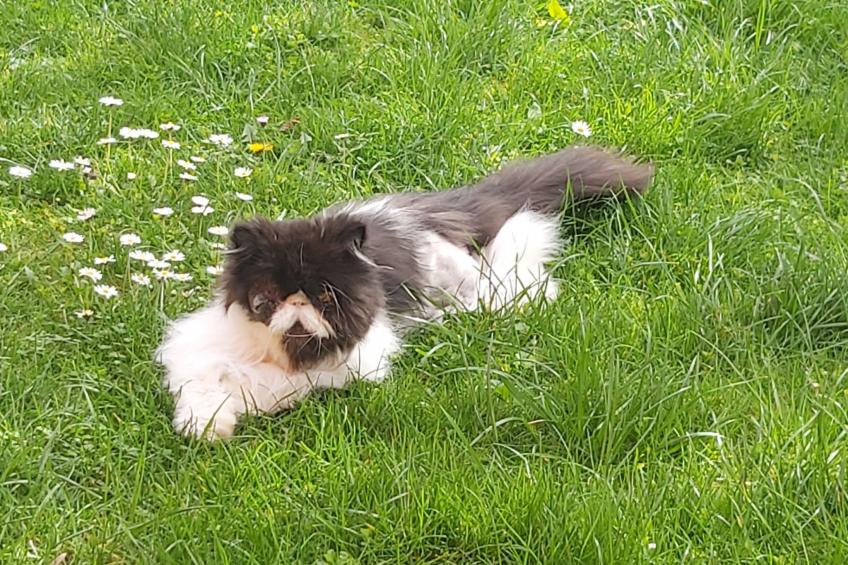 Hummelcasa - foto 36