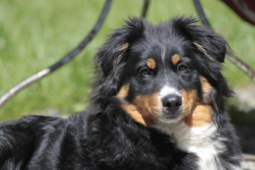 Bio Hof Rosentürmli gross - foto 10