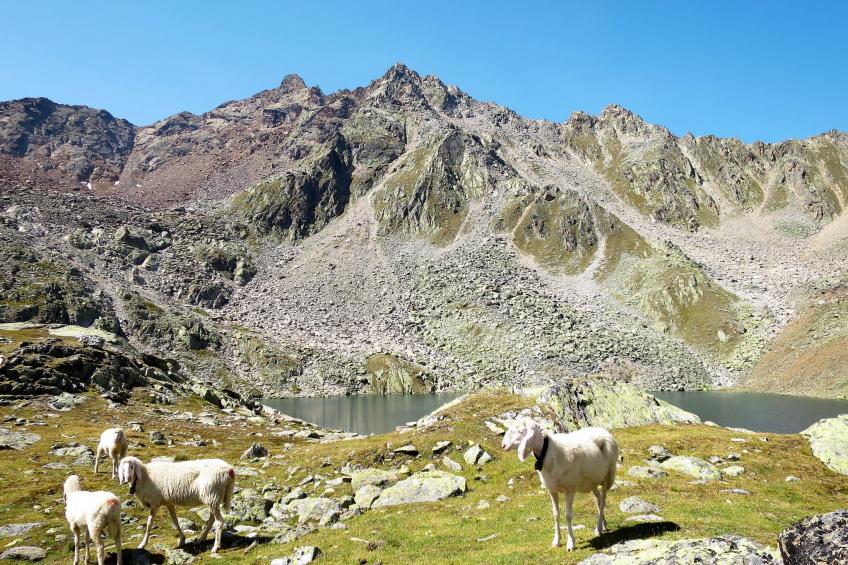 Mont Blanc - foto 39