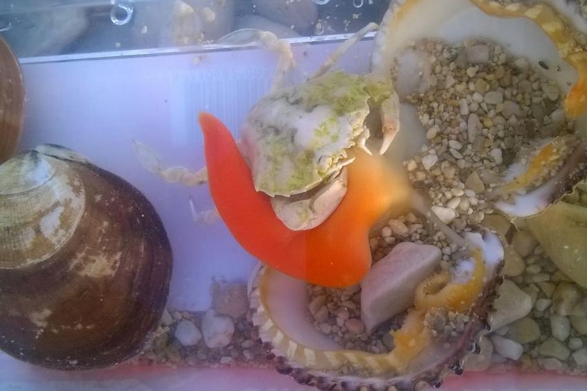 mit Blick auf das Wasser - foto 48