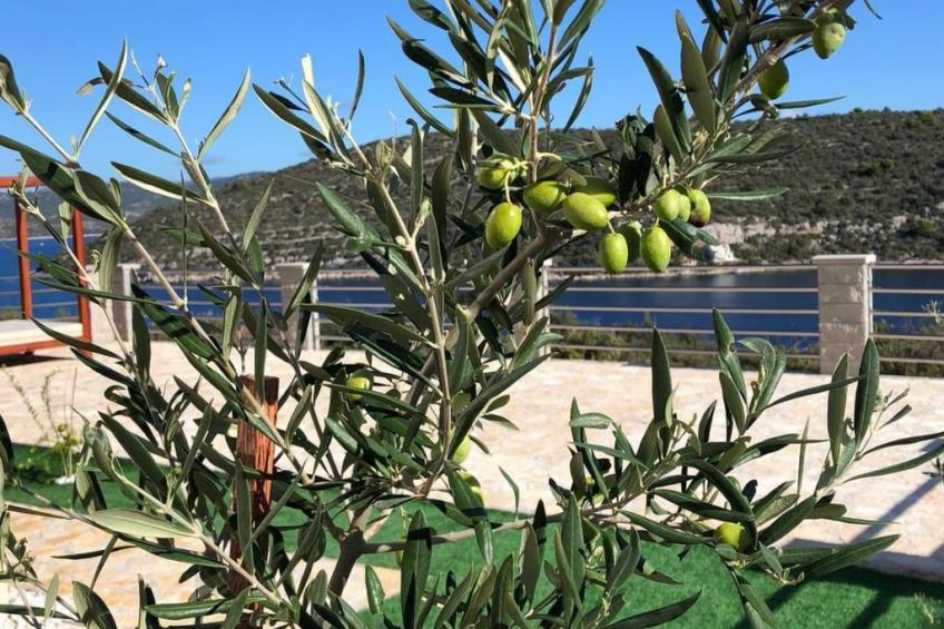 Olea Resort - foto 40