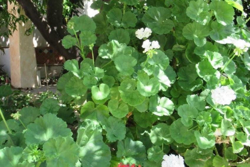 Eine Oase der Ruhe mitten in der Stadt - foto 29