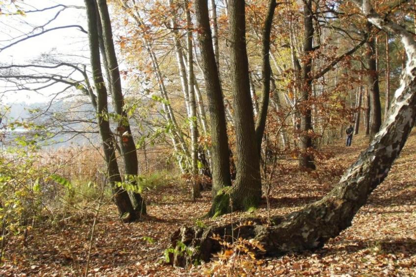 Ferienhäuschen in Schwerin - foto 35
