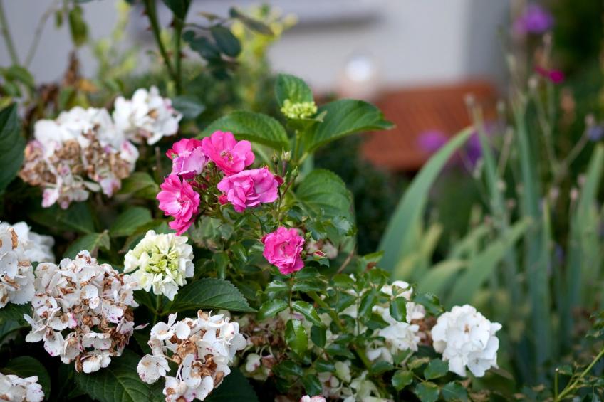 Fewo Ginkgo II - foto 15