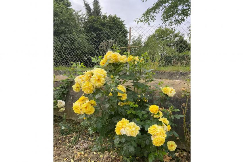 Gîte l'Armor  Jacuzzi terrasse privée cuisine - foto 20