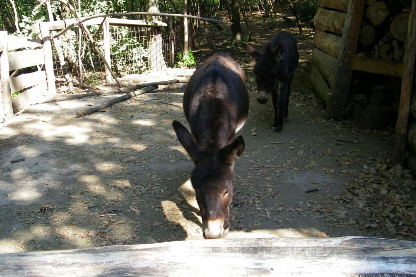 Wohnung 'Mercedes' mit Schwimmbad - foto 31