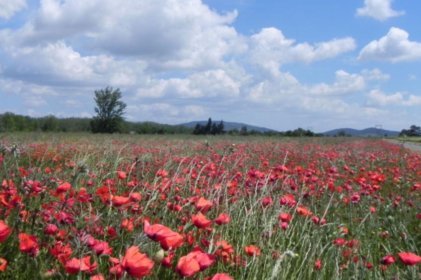Residence du Grazel - foto 29