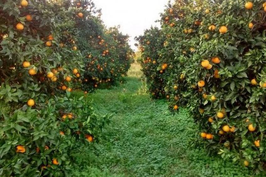 neben Orangenbaum-Obstgarten - foto 16