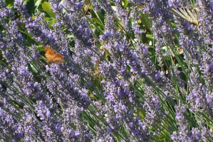 Wohnung 'Casa dek Gelso' - foto 27