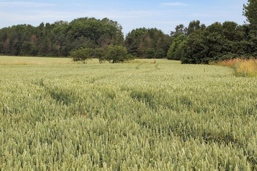 "Jeip" - 400m to the inlet in Sealand - foto 3