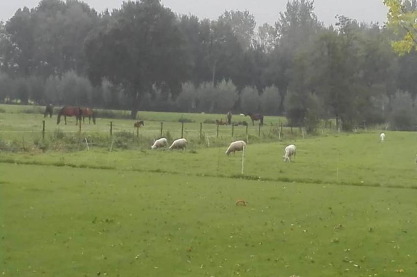 De oude stal - foto 30