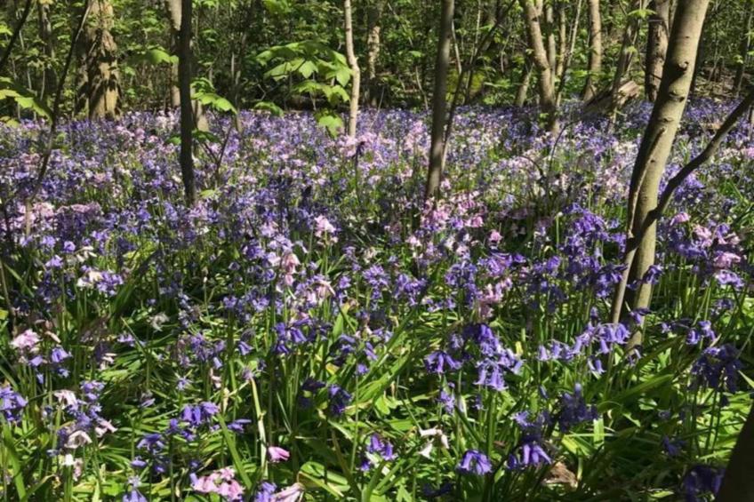 Ruyghe Hoeck 4 - foto 22