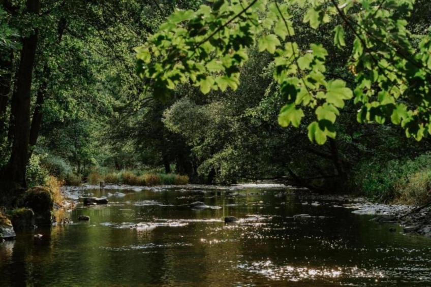 Petite Reine - foto 31