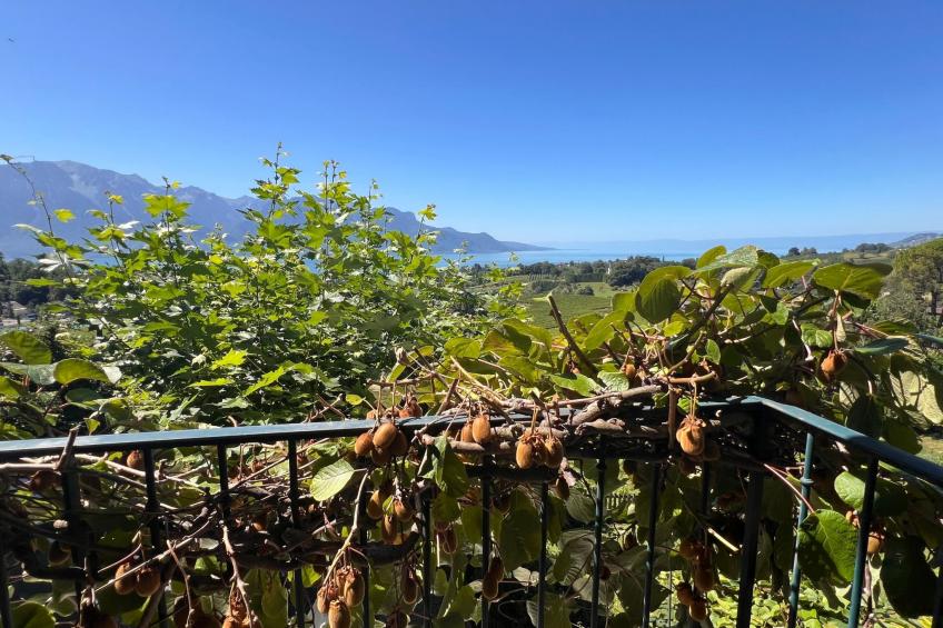 Vigneronne, Vigne - foto 17