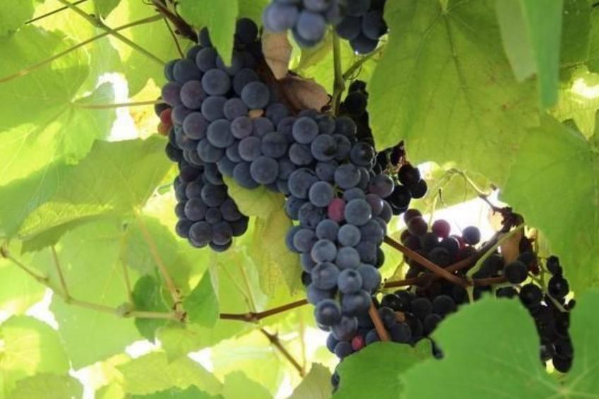 Casolare Olive - foto 22