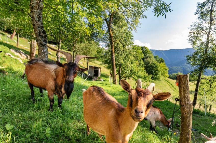 Nature Hideaway Holiday Homes with Sauna - Two Bedroom Holiday Home (owner Liza) - foto 23