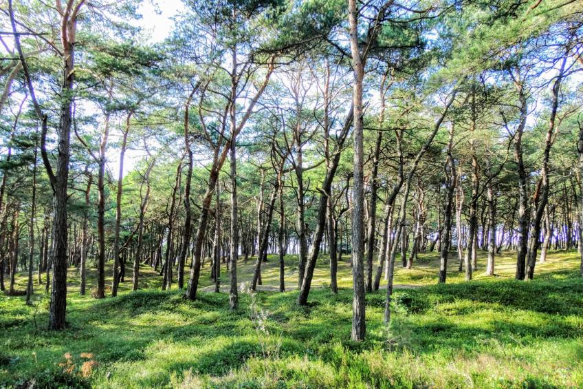 Holzhaus Juhas - foto 37