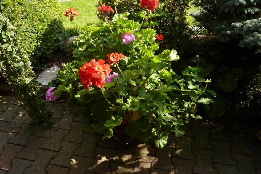 Appartement mit Terrasse - foto 34