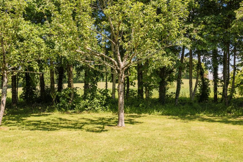 Le Phénix - foto 28