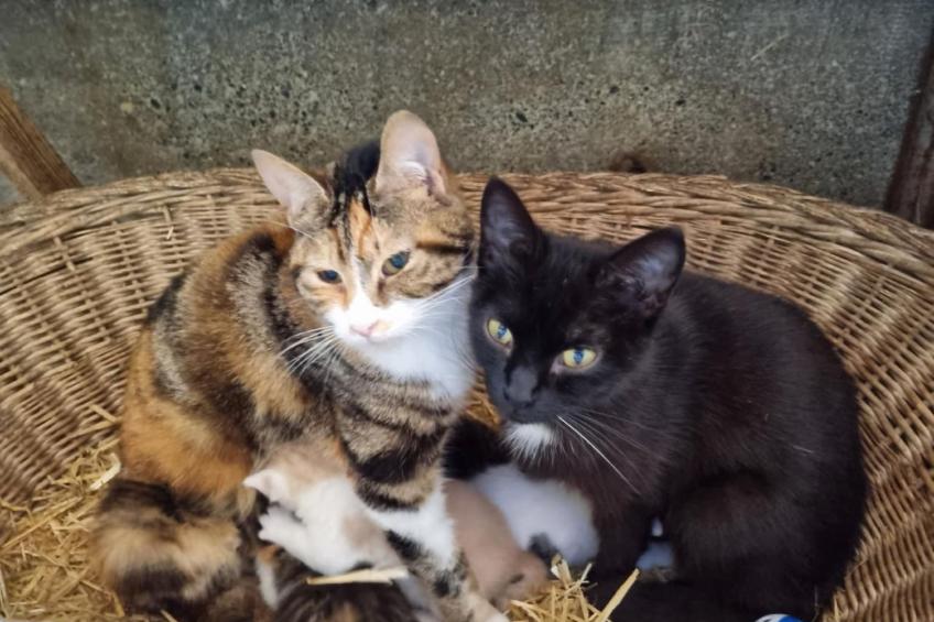 Bio-Hof Brudersrüti - foto 15