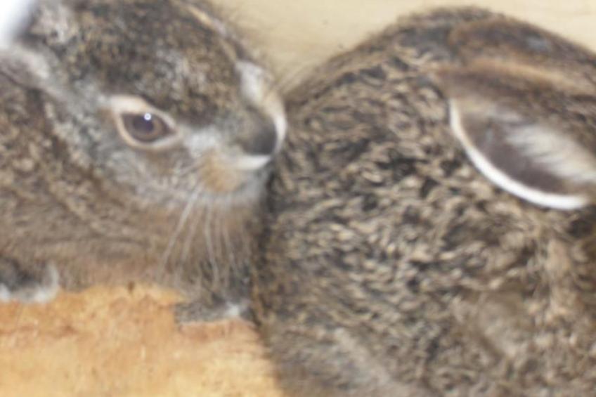 Wohnung im Agrotourismus in Bevagna - foto 9