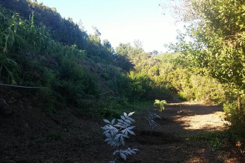 Ecolodge Tenerife 3  bedroom c - foto 10