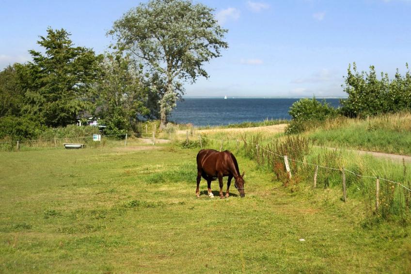 "Ady" - 150m from the sea in SE Jutland - foto 16