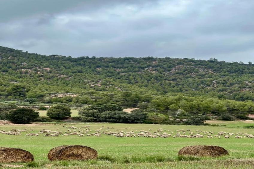 Vilanova Park BUNGALOW 4 PAX S150 - foto 31