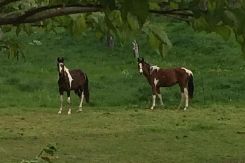 Pleissenhaus - foto 29