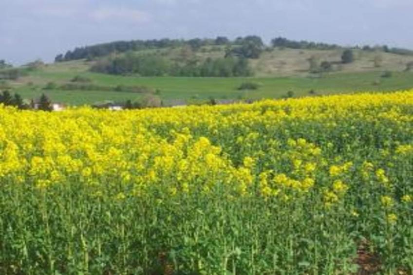 Ferienhaus Bremer - foto 30