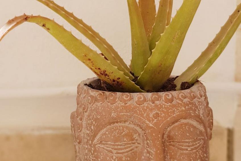 "Estrelinha da Fuzeta" - foto 7