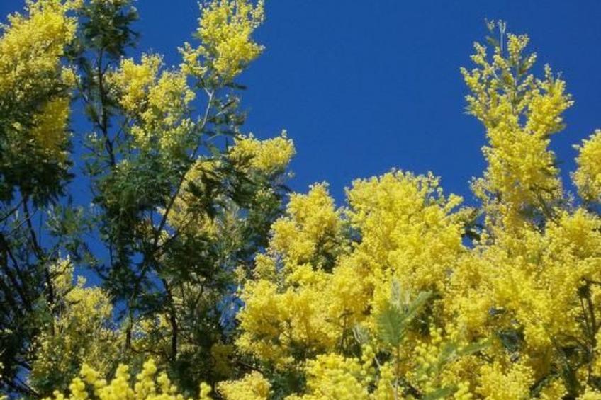Komforthaus mit Traumgarten und Meerblick - foto 30