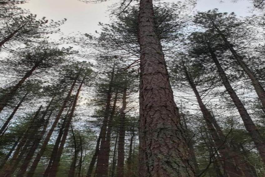 Ruischende Dennen - foto 32