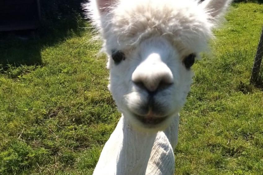 Herzfennerhof Loft - foto 29