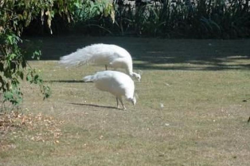 "Au Bas Chalonge Gîte" - foto 15