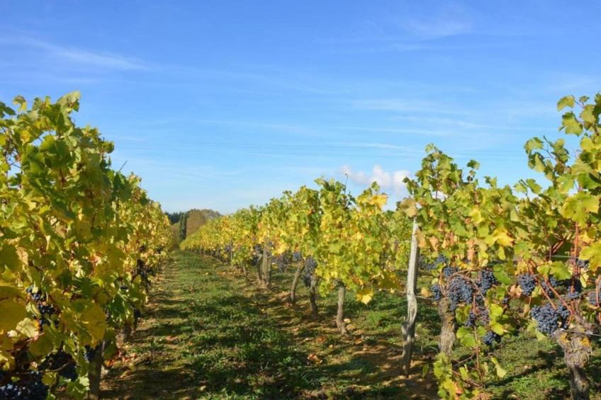 Maison de vacances - BEAUMONT-EN-VÉRON - foto 39
