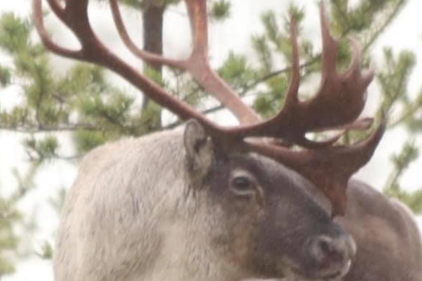 Zu vermieten in der Nähe von Jokkmokk - foto 18