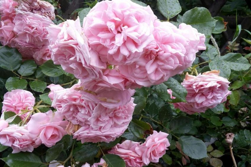 Ferienwohnung Am Marktplatz - foto 31