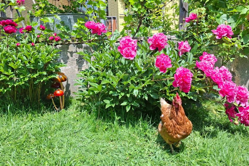 Apartment Katharina - foto 22