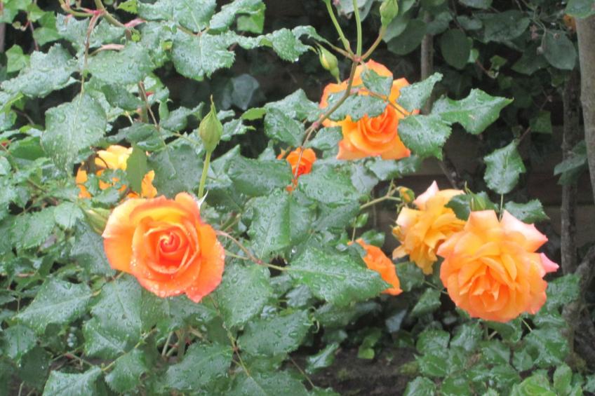 Landhaus am See - foto 34