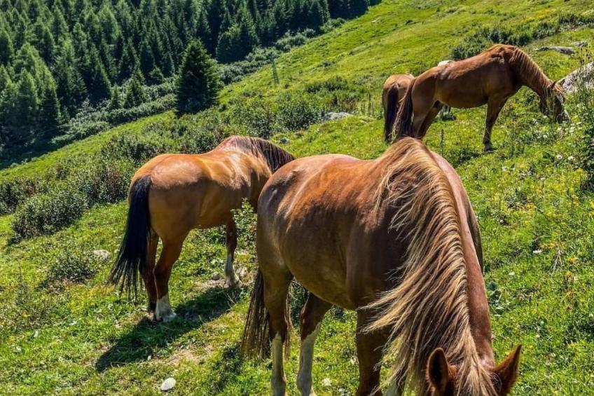 mit Panoramablick in die Bergwelt - foto 21