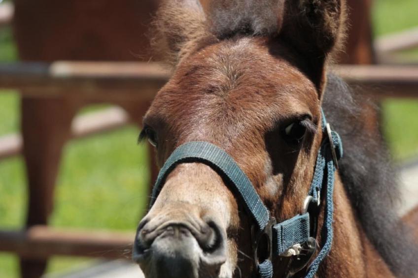 Bio Hof Rosentürmli gross - foto 20