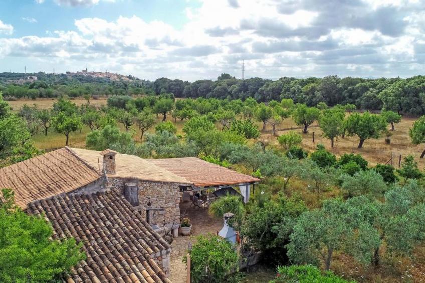 Higuera - foto 5