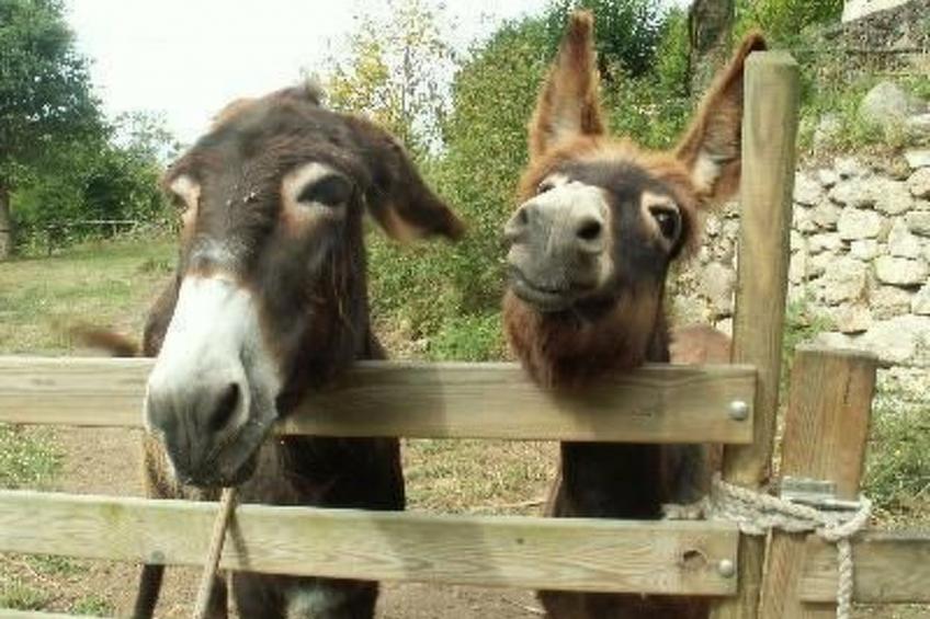 NATUR IN IHRER REINSTEN FORM - foto 23